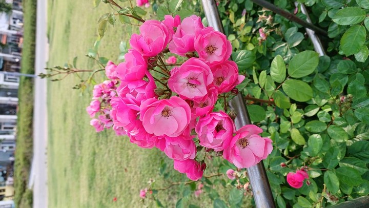 전통차엔 청자잔~~손님대접짱  나이드니 커피보다는 대추차 쌍화차 인삼차 생강차 등등 전통차