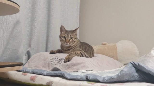 벽걸이 풍경종大 - 금강산[청색] 리뷰 이미지